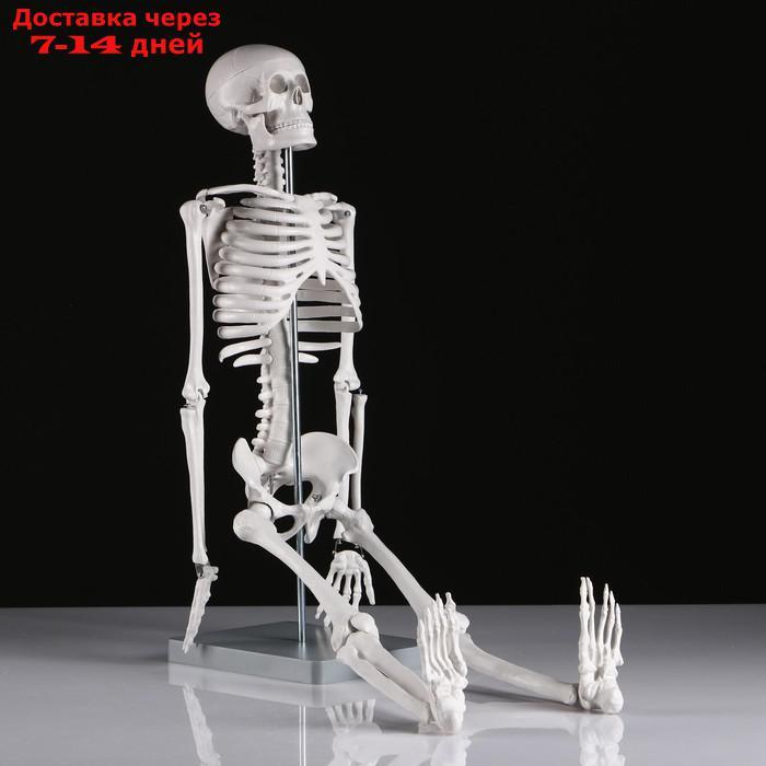Макет "Скелет человека" 85см - фото 3 - id-p215604062