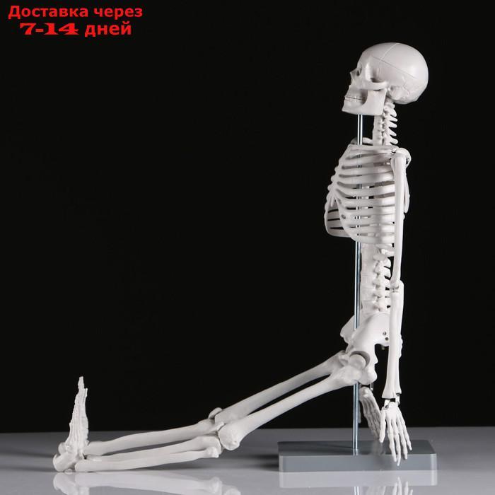 Макет "Скелет человека" 85см - фото 4 - id-p215604062
