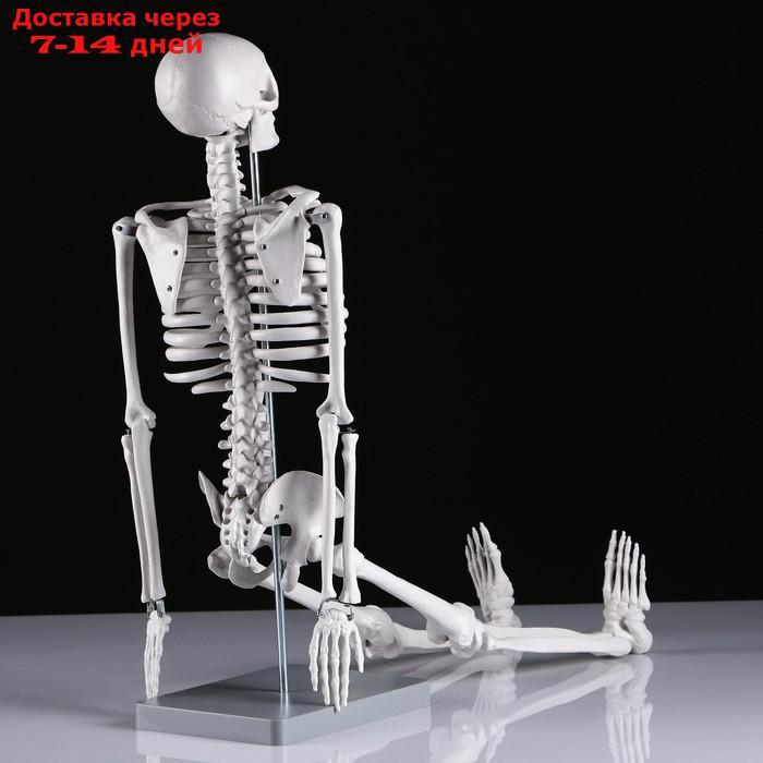 Макет "Скелет человека" 85см - фото 5 - id-p215604062