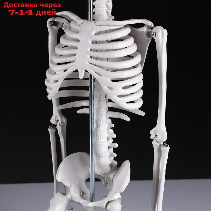 Макет "Скелет человека" 85см - фото 6 - id-p215604062