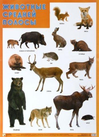 Плакат «Животные средней полосы» 500*690 мм - фото 1 - id-p216717490