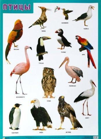 Плакат «Птицы» 500*690 мм - фото 1 - id-p216717495
