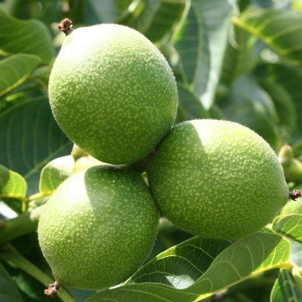 Грецкий орех "Идеал" (ОКС)