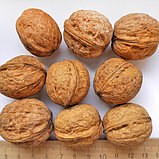 Грецкий орех "Идеал" (ОКС), фото 2