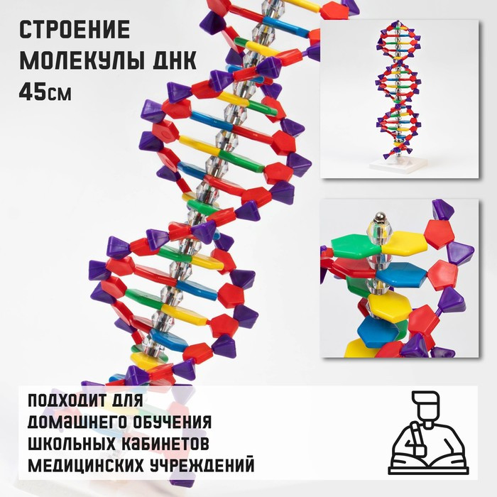 Макет "Строение молекулы ДНК", 45см - фото 1 - id-p199324802