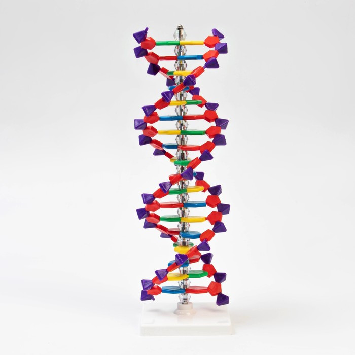 Макет "Строение молекулы ДНК", 45см - фото 2 - id-p199324802