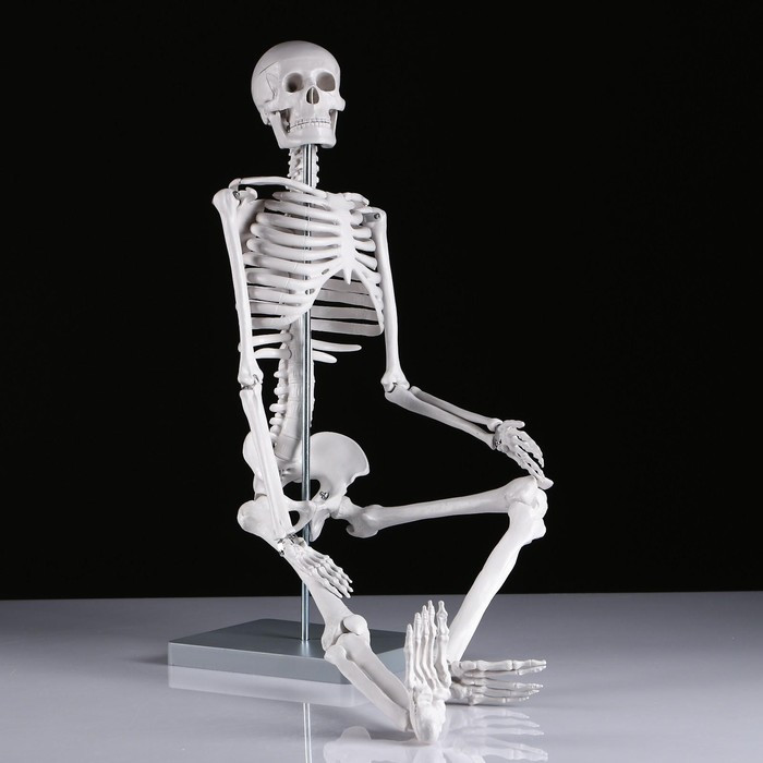 Макет "Скелет человека" 85см - фото 2 - id-p216672080