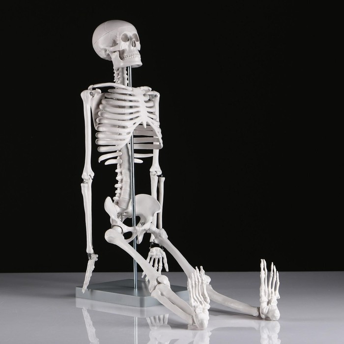 Макет "Скелет человека" 85см - фото 3 - id-p216672080