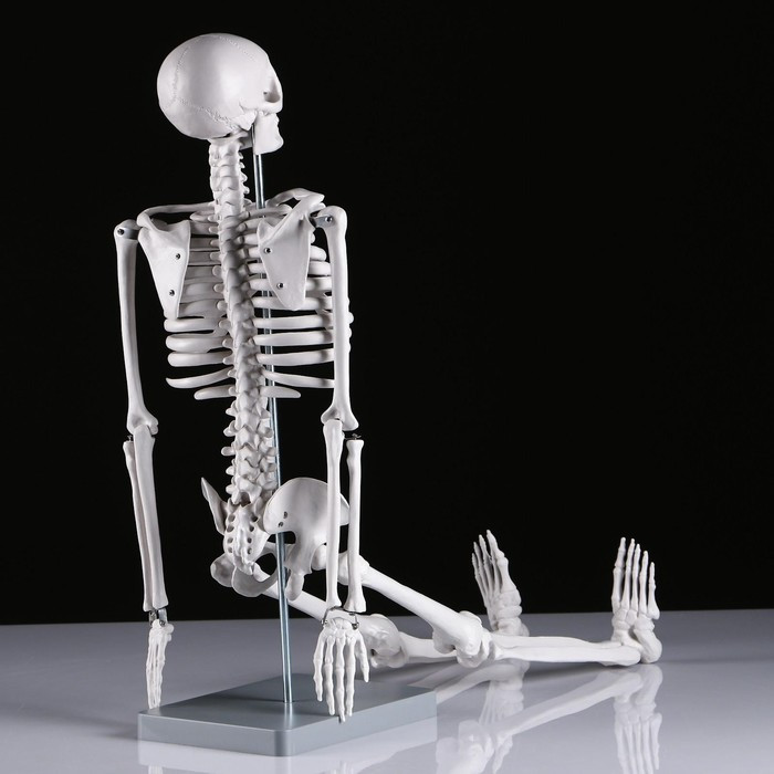 Макет "Скелет человека" 85см - фото 5 - id-p216672080