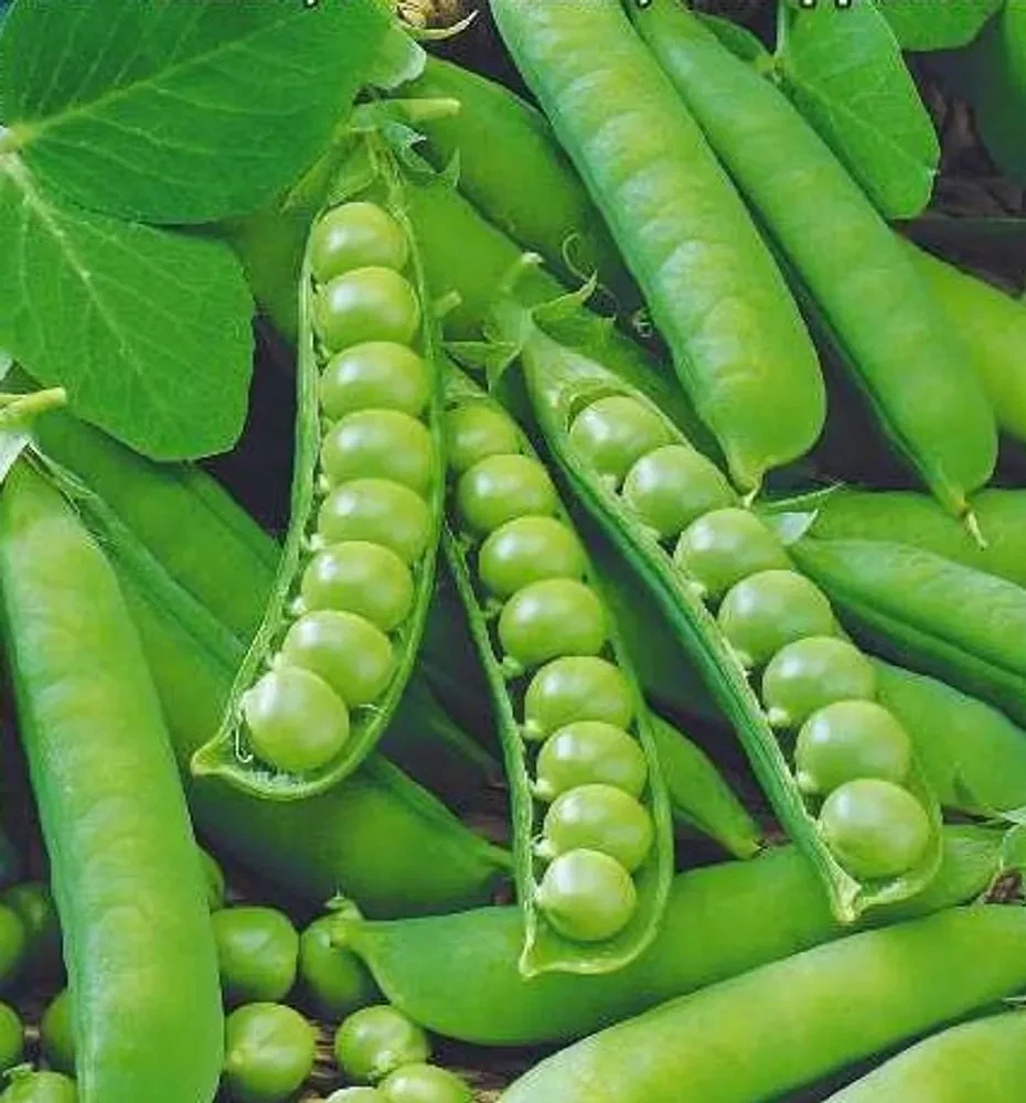 Горох Хесбана Купить Семена