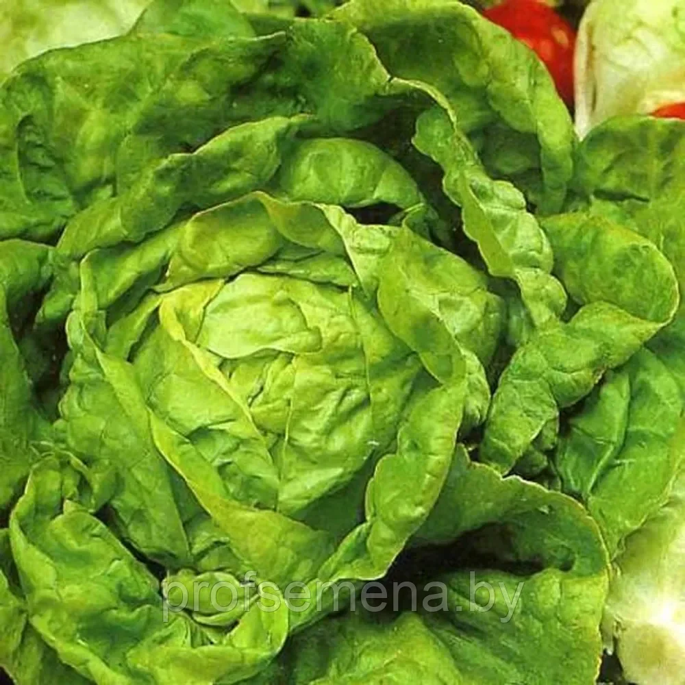 Салат Король рынка, семена салата, 0,5гр, Италия, (са)