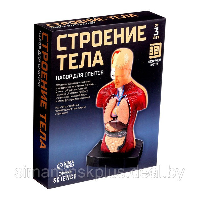 Научный опыт «Строение тела» - фото 9 - id-p170079965