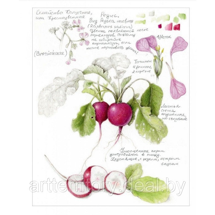 Ботаническая иллюстрация с удовольствием. Пошаговое руководство по изображению цветов, листьев, плодов и - фото 4 - id-p216926187