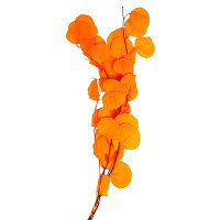 Сухоцвет персикого дерева , 50 гр, длина 70 см, цвет оранжевый