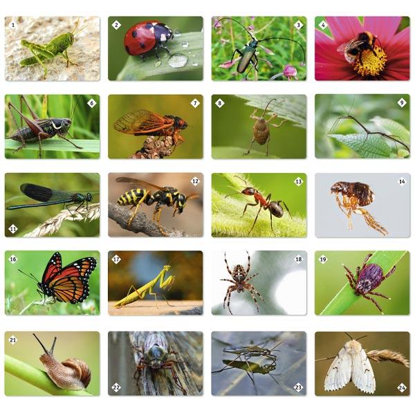Настольная игра Нескучные игры Мир насекомых и не только - фото 3 - id-p217188742