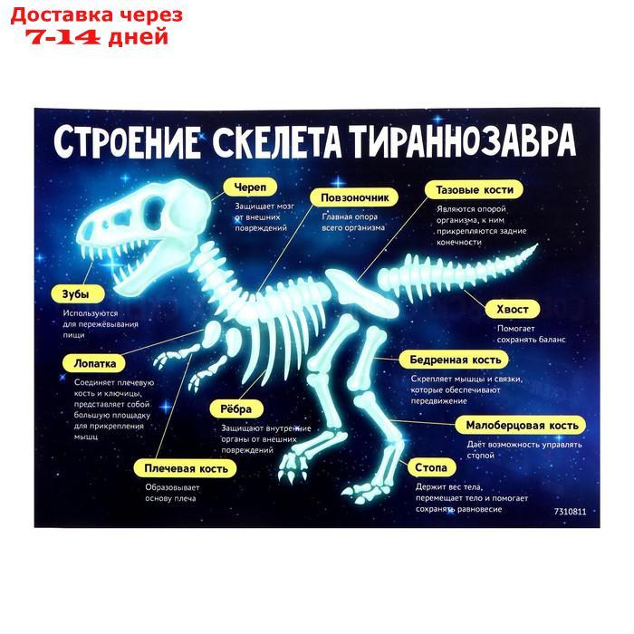Набор для опытов Эпоха динозавров, скелет тираннозавра, в пакете - фото 6 - id-p216948221