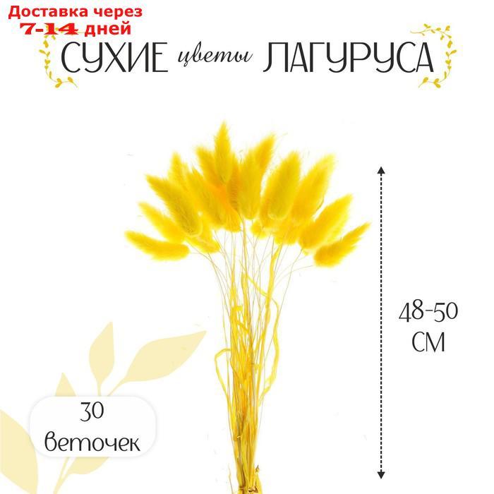 Сухие цветы лагуруса, набор 30 шт, цвет желтый
