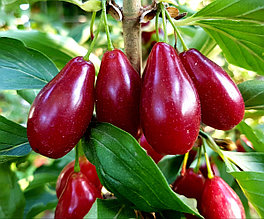 Саженец кизила обыкновенного (Cornus Mas) h=20-40 см