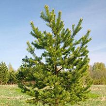 Сосна обыкновенная