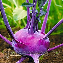 Капуста кольраби Виолетта, семена, 0,3гр, Италия, (са)