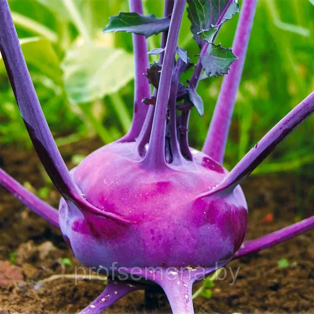 Капуста кольраби Виолетта, семена, 0,3гр, Италия, (са) - фото 1 - id-p217337359