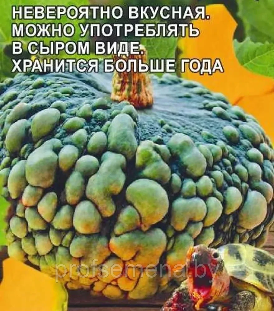 Тыква Тортилла (Марина из Киоджи), семена, 2гр, Польша, (са) - фото 1 - id-p217339806