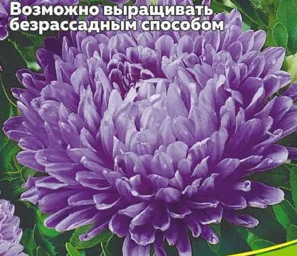 Астра пионовидная Вайолеттер фиолетовая