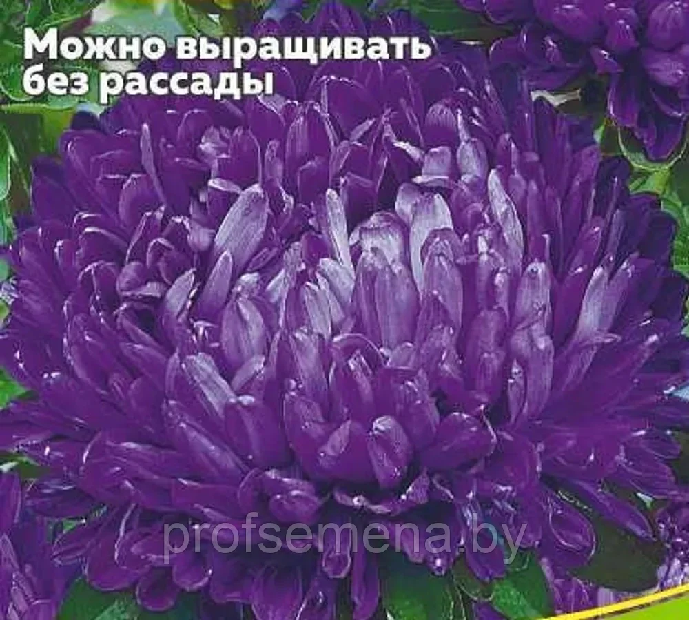 Астра пионовидная Фиолетовая Башня, семена, 0,2гр., Польша, (са) - фото 1 - id-p217340403