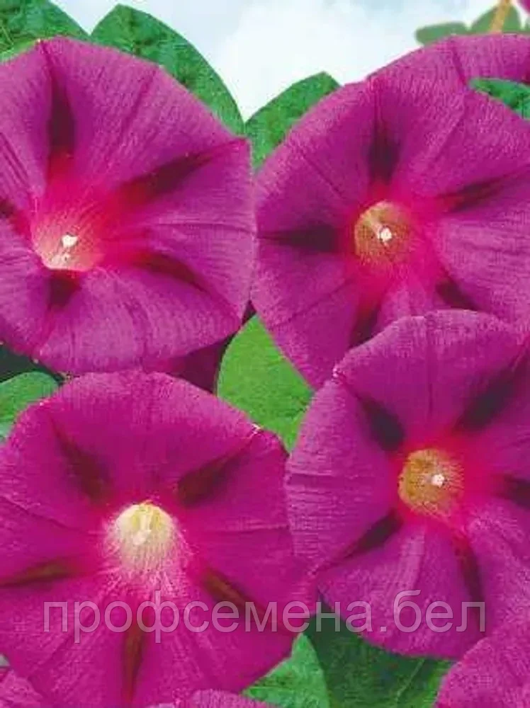 Ипомея пурпурная Кримсон Рамблер, семена, 0,5гр., Польша, (са) - фото 1 - id-p217340472