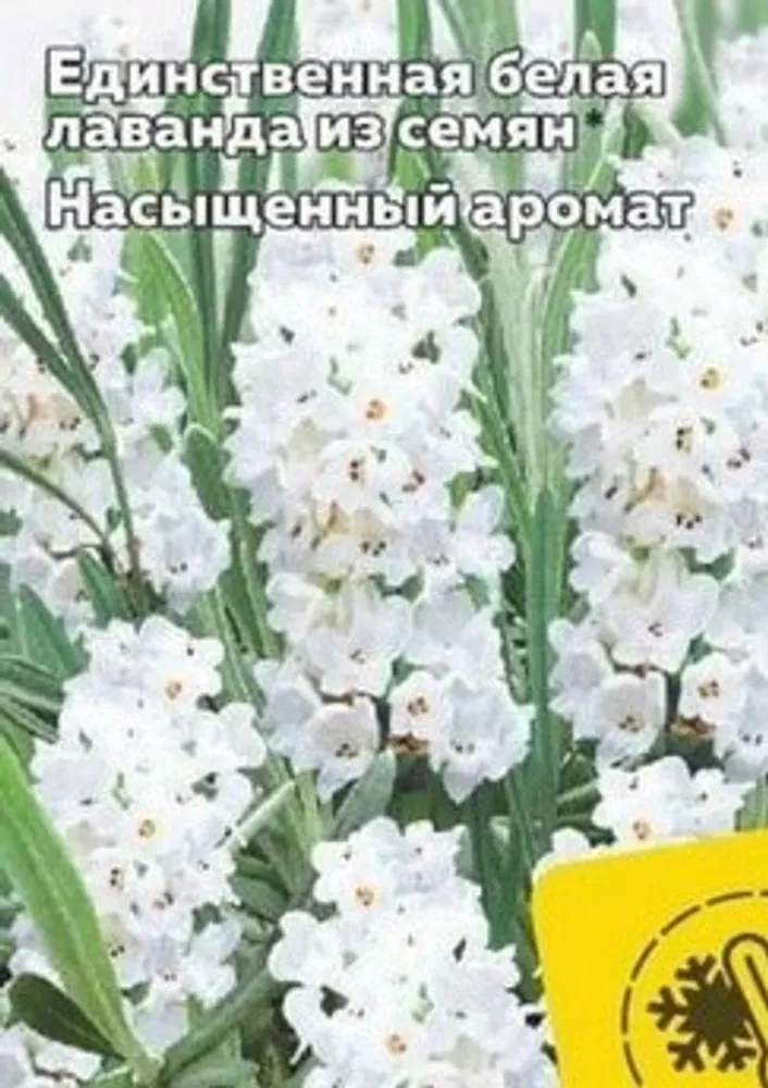Лаванда английская семена