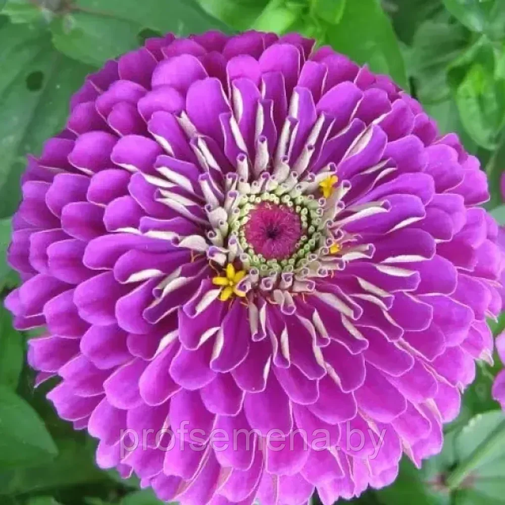 Цинния георгиноцветковая Фиолетовая Королева, семена, 0,3гр., Польша, (са) - фото 1 - id-p217340740