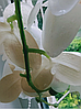 Цветочная композиция из орхидей в горшке 3 ветки D-570, фото 5
