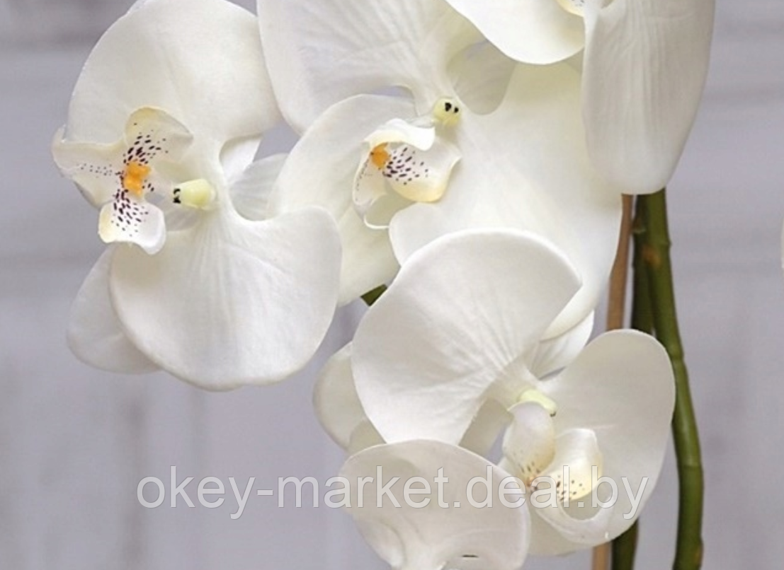 Цветочная композиция из орхидей в горшке F-2 - фото 7 - id-p157334317