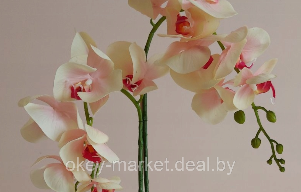 Цветочная композиция из орхидей в горшке R-45 - фото 4 - id-p157333478