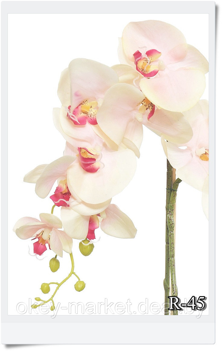 Цветочная композиция из орхидей в горшке R-45 - фото 5 - id-p157333478