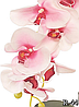 Цветочная композиция из орхидей в горшке R-44, фото 5