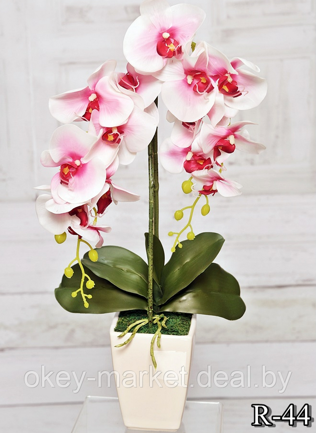 Цветочная композиция из орхидей в горшке R-44 - фото 1 - id-p157333651