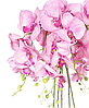Цветочная композиция из орхидей в горшке R-601, фото 6