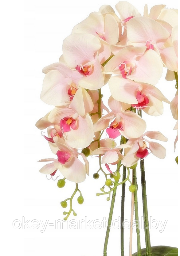 Цветочная композиция из орхидей в горшке R-301 - фото 4 - id-p145782724