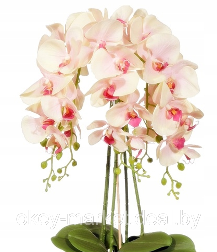 Цветочная композиция из орхидей в горшке R-301 - фото 6 - id-p145782724