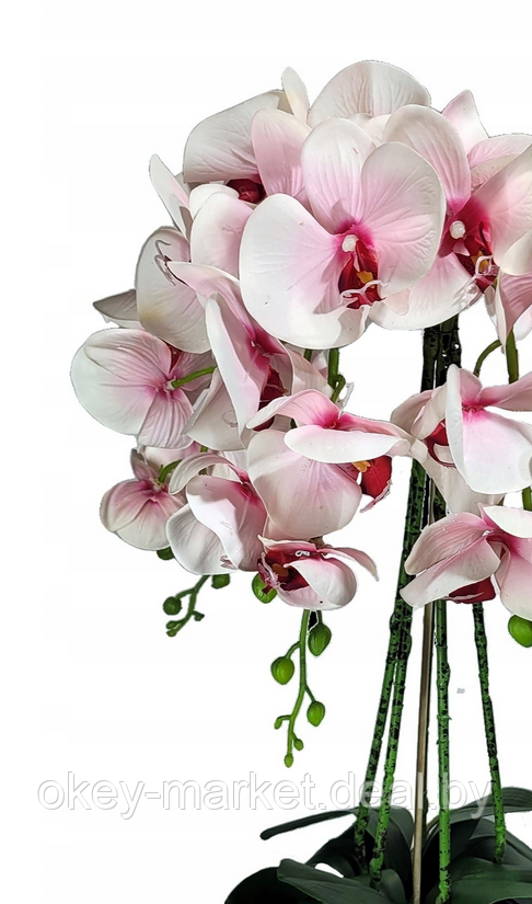 Цветочная композиция из орхидей в горшке R-3011 - фото 7 - id-p145779417