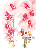 Цветочная композиция из орхидей в горшке R-74, фото 6