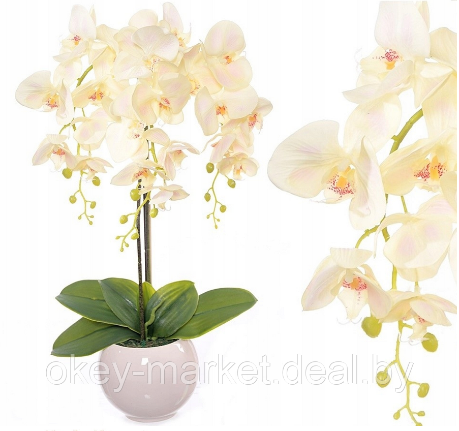 Цветочная композиция из орхидей в горшке R-407 - фото 4 - id-p146896728