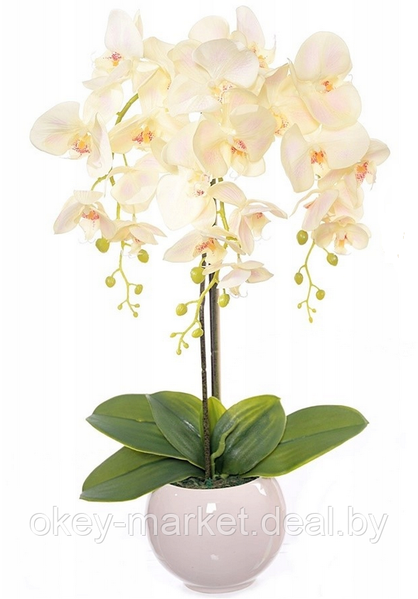 Цветочная композиция из орхидей в горшке R-407