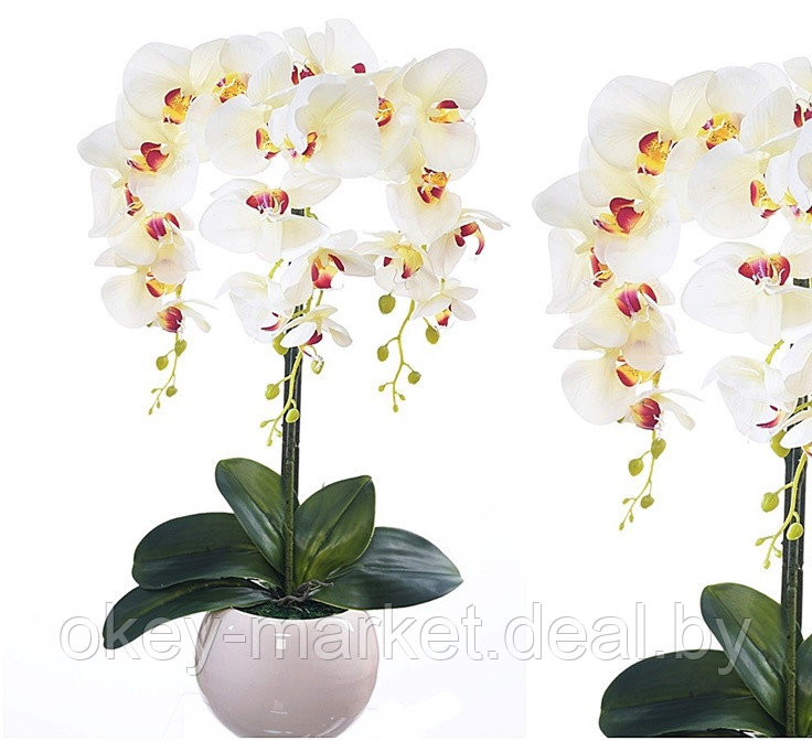 Цветочная композиция из орхидей в горшке W-14 - фото 2 - id-p146900988