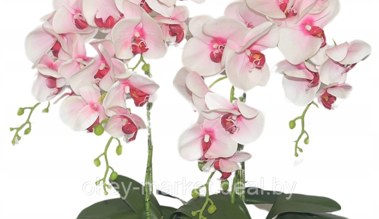 Цветочная композиция из орхидей в горшке R-831 - фото 4 - id-p147752418