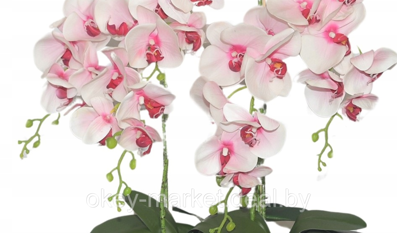 Цветочная композиция из орхидей в горшке R-831 - фото 8 - id-p147752418