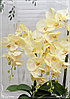 Цветочная композиция из орхидей в горшке E-24, фото 2