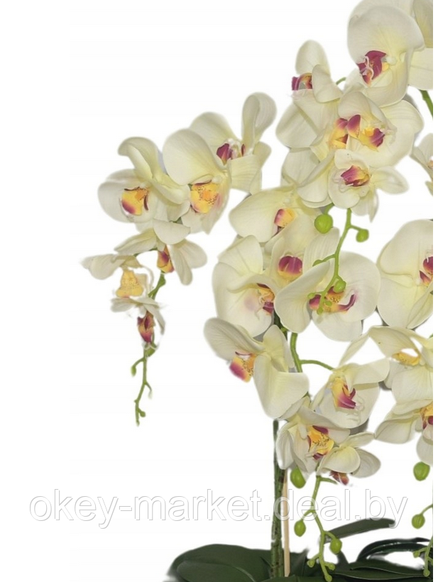 Цветочная композиция из орхидей в горшке R-828 - фото 5 - id-p147752395