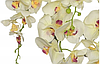 Цветочная композиция из орхидей в горшке R-828, фото 2